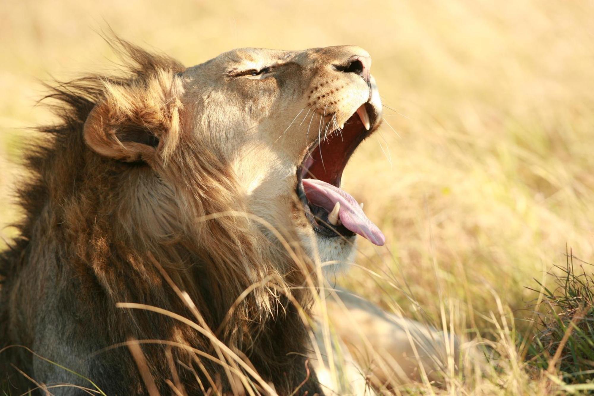 Lalibela Game Reserve - Inzolo Lodge Sidbury Εξωτερικό φωτογραφία