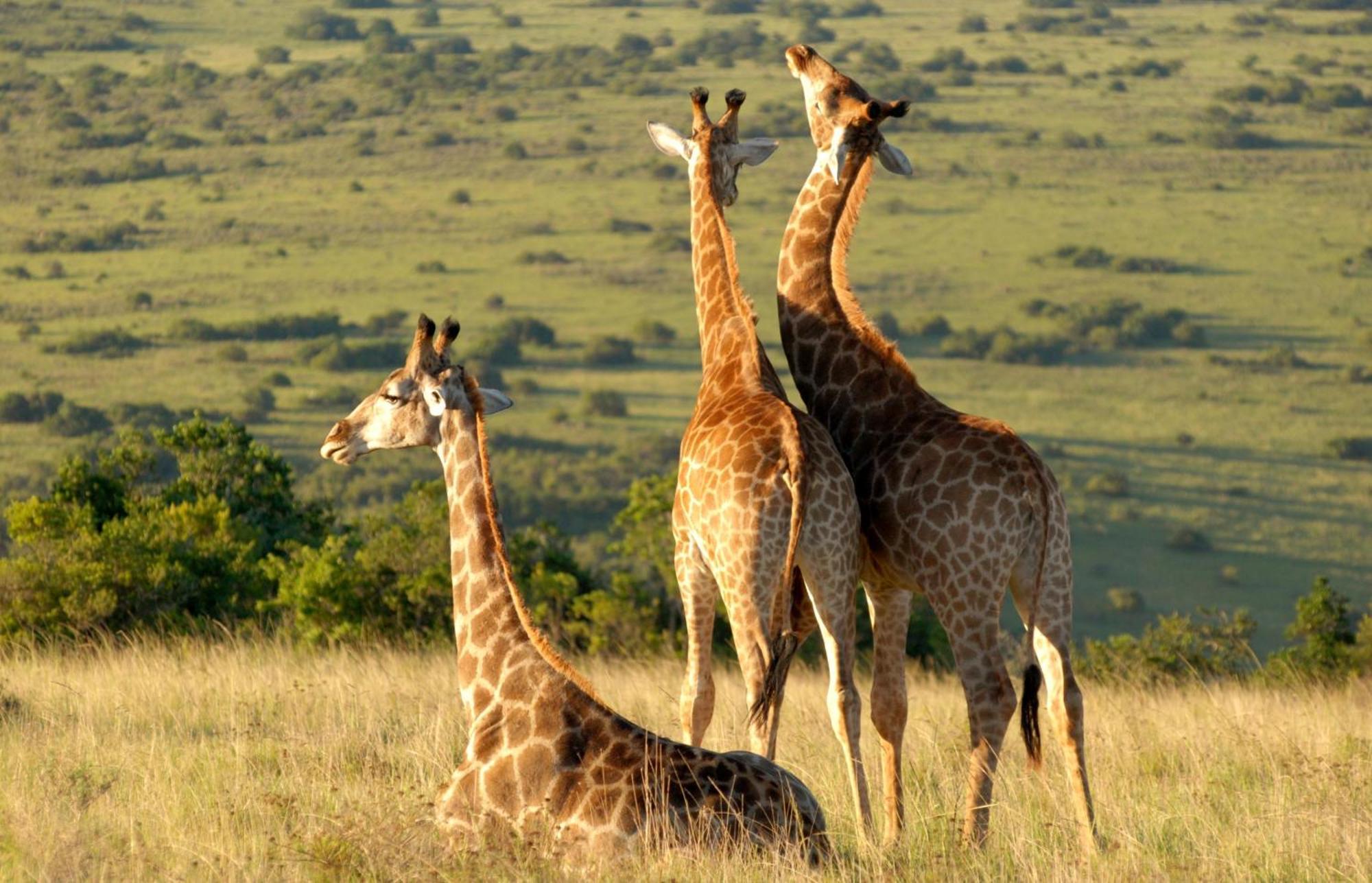 Lalibela Game Reserve - Inzolo Lodge Sidbury Εξωτερικό φωτογραφία