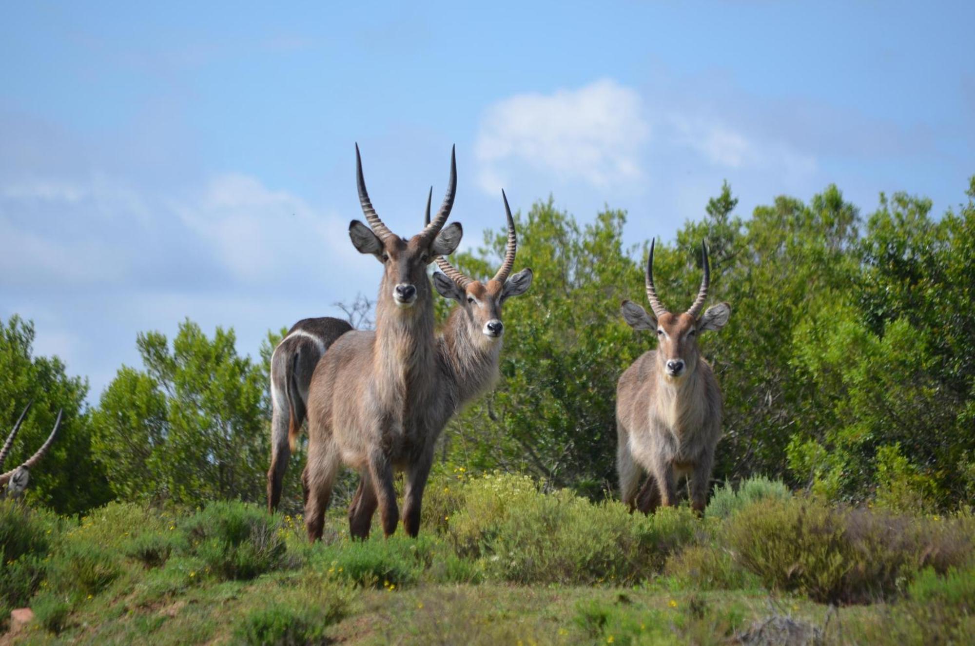Lalibela Game Reserve - Inzolo Lodge Sidbury Εξωτερικό φωτογραφία